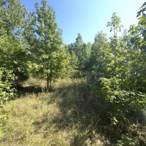 Photo #22 of Off of Flat Swamp Rd, Denton, NC 18.5 acres