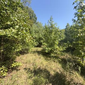 Photo #24 of Off of Flat Swamp Rd, Denton, NC 18.5 acres
