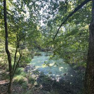 Photo #28 of Off of Flat Swamp Rd, Denton, NC 18.5 acres