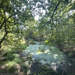 Photo #29 of Off of Flat Swamp Rd, Denton, NC 18.5 acres