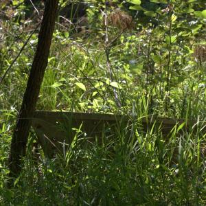 Photo #30 of Off of Flat Swamp Rd, Denton, NC 18.5 acres