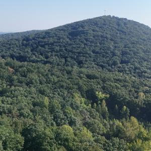 Photo #36 of Off of Flat Swamp Rd, Denton, NC 18.5 acres