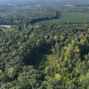 Photo #39 of Off of Flat Swamp Rd, Denton, NC 18.5 acres