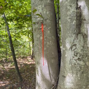 Photo #6 of Off of Park Springs Road, Ruffin, NC 26.4 acres