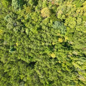 Photo #15 of Off of Park Springs Road, Ruffin, NC 26.4 acres