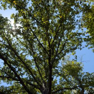 Photo #16 of Off of Park Springs Road, Ruffin, NC 26.4 acres