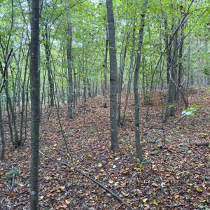 Photo #20 of Off of Park Springs Road, Ruffin, NC 26.4 acres