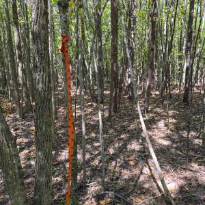 Photo #27 of Off of Park Springs Road, Ruffin, NC 26.4 acres