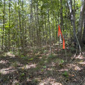 Photo #34 of Off of Park Springs Road, Ruffin, NC 26.4 acres