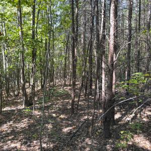 Photo #43 of Off of Park Springs Road, Ruffin, NC 26.4 acres