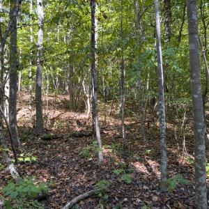 Photo #48 of Off of Park Springs Road, Ruffin, NC 26.4 acres