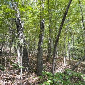 Photo #49 of Off of Park Springs Road, Ruffin, NC 26.4 acres