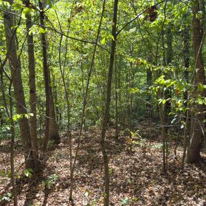 Photo #51 of Off of Park Springs Road, Ruffin, NC 26.4 acres
