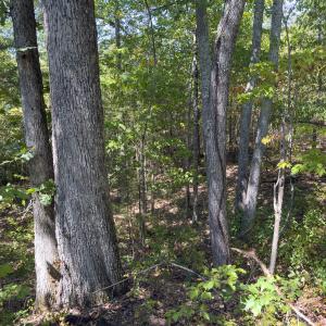 Photo #52 of Off of Park Springs Road, Ruffin, NC 26.4 acres