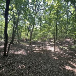 Photo #3 of Off of Flat Swamp Rd, Denton, NC 18.5 acres