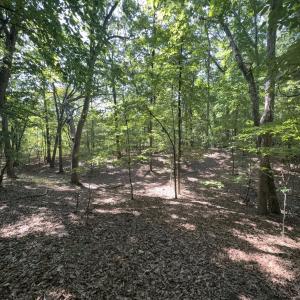 Photo #4 of Off of Flat Swamp Rd, Denton, NC 18.5 acres