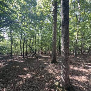 Photo #6 of Off of Flat Swamp Rd, Denton, NC 18.5 acres