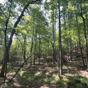 Photo #13 of Off of Flat Swamp Rd, Denton, NC 18.5 acres