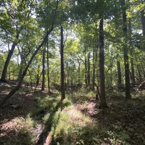 Photo #15 of Off of Flat Swamp Rd, Denton, NC 18.5 acres
