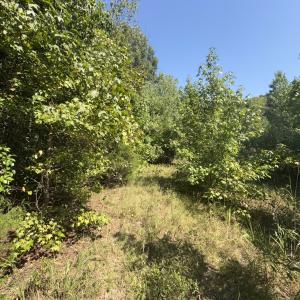 Photo #23 of Off of Flat Swamp Rd, Denton, NC 18.5 acres