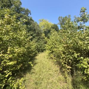 Photo #25 of Off of Flat Swamp Rd, Denton, NC 18.5 acres