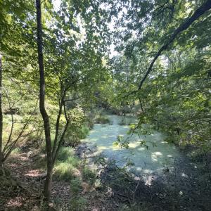 Photo #27 of Off of Flat Swamp Rd, Denton, NC 18.5 acres