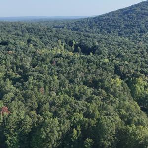 Photo #33 of Off of Flat Swamp Rd, Denton, NC 18.5 acres