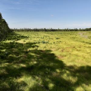 Photo #17 of SR 1217, Gates, NC 96.9 acres