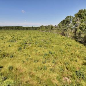Photo #18 of SR 1217, Gates, NC 96.9 acres