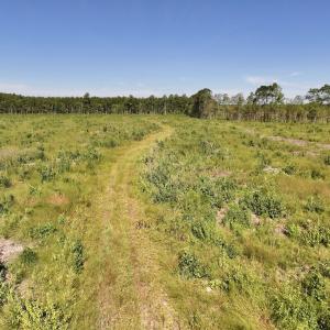 Photo #19 of SR 1217, Gates, NC 96.9 acres