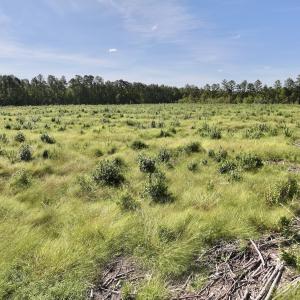 Photo #20 of SR 1217, Gates, NC 96.9 acres