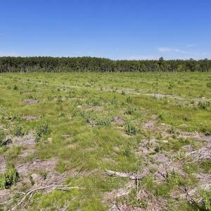 Photo #21 of SR 1217, Gates, NC 96.9 acres