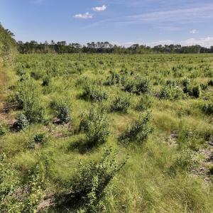 Photo #24 of SR 1217, Gates, NC 96.9 acres