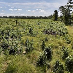 Photo #25 of SR 1217, Gates, NC 96.9 acres