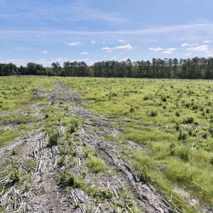 Photo #27 of SR 1217, Gates, NC 96.9 acres