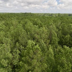 Photo #13 of Off of Cupelo Rd, Walstonburg, NC 14.8 acres