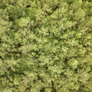 Photo #14 of Off of Cupelo Rd, Walstonburg, NC 14.8 acres