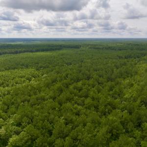 Photo #6 of Off of Cupelo Rd, Walstonburg, NC 14.8 acres