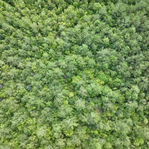 Photo #7 of Off of Cupelo Rd, Walstonburg, NC 14.8 acres