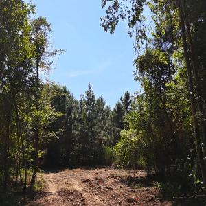 Photo #10 of Off of Lagrange Rd., LaGrange, NC 86.7 acres