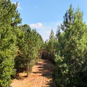 Photo #2 of Off of Lagrange Rd., LaGrange, NC 86.7 acres