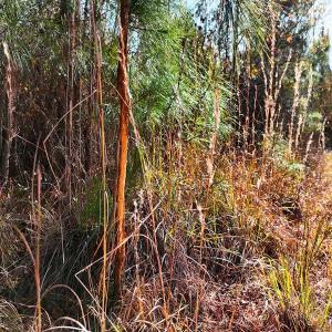 Photo #3 of Off of Lagrange Rd., LaGrange, NC 86.7 acres