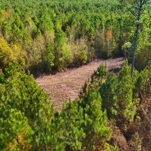 Photo #4 of Off of Lagrange Rd., LaGrange, NC 86.7 acres