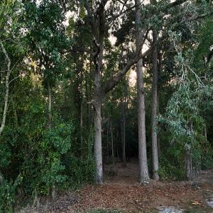 Photo #7 of Off of Lagrange Rd., LaGrange, NC 86.7 acres