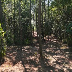 Photo #8 of Off of Lagrange Rd., LaGrange, NC 86.7 acres
