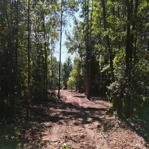 Photo #9 of Off of Lagrange Rd., LaGrange, NC 86.7 acres