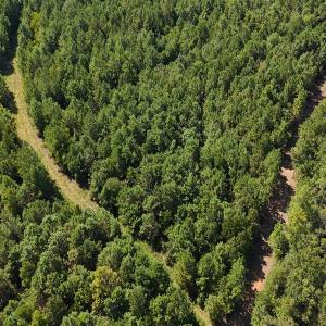 Photo #21 of Off of Lagrange Rd., LaGrange, NC 86.7 acres