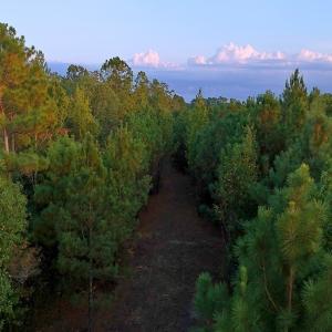 Photo #23 of Off of Lagrange Rd., LaGrange, NC 86.7 acres