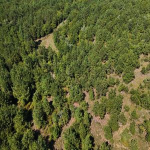 Photo #27 of Off of Lagrange Rd., LaGrange, NC 86.7 acres