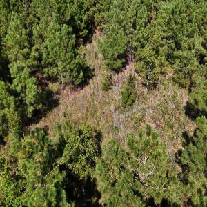 Photo #30 of Off of Lagrange Rd., LaGrange, NC 86.7 acres